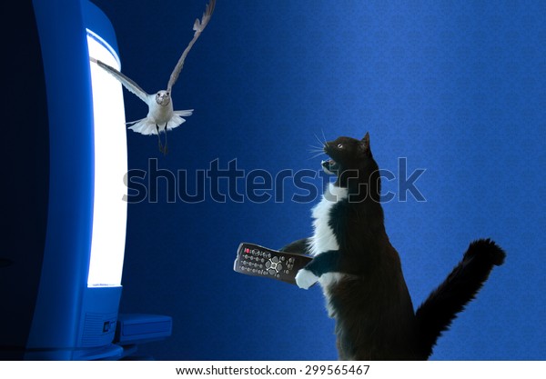 cat with remote control