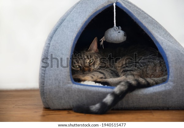 Cat resting in a fleece bed with hanging mouse toy.\
Sleeping in a cat\'s house
