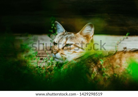 Similar – A shady resting place, cat in the grass