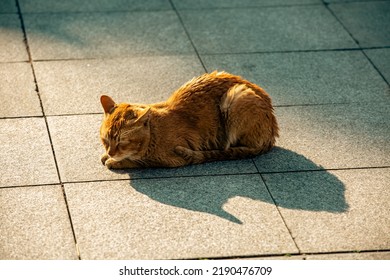 Cat Resting In Guangzhou Park