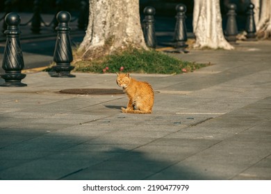 Cat Resting In GuangZhou Park