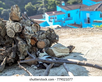 Cat resting in the