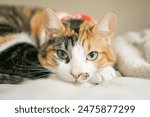 cat resting on a blanket, calico cat, tri-colored cat, resting cat