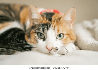 cat resting on a blanket, calico cat, tri-colored cat, resting cat - Powered by Shutterstock