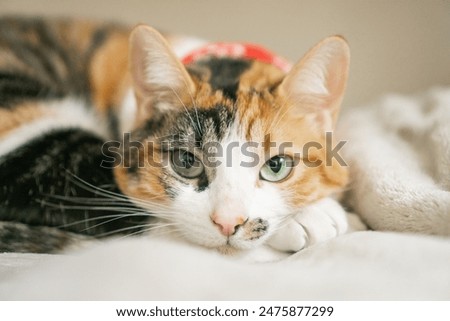cat resting on a blanket, calico cat, tri-colored cat, resting cat