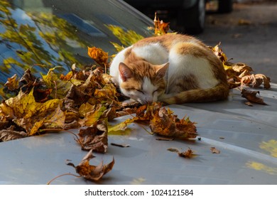 A cat resting on a car