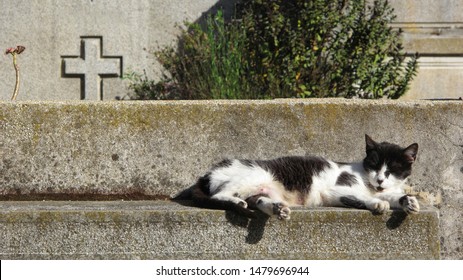 Cat Resting On A Crypt        