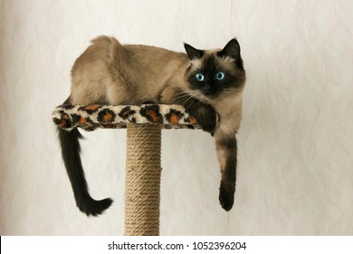 Cat Resting On Small Cat Tower Or Cat Tree