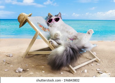 Cat Resting On A Sun Lounger