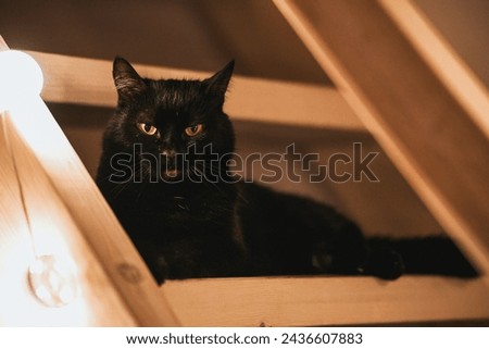 The cat is resting on the wooden stairs and gazing at the glow. The light and the shadow make an artistic scene.