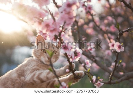 Cat rests below cluster of cherry blossoms, light filtering through petals.