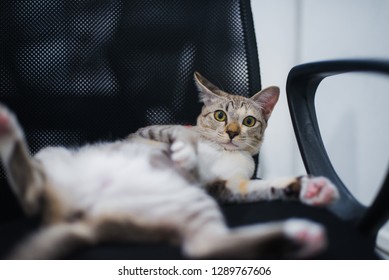 Cat Roll Over On A Computer Chair In The Office.