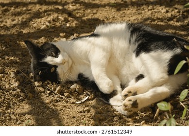 A cat is rolling around on its back on stony ground, in the shade of a tree on a sunny day