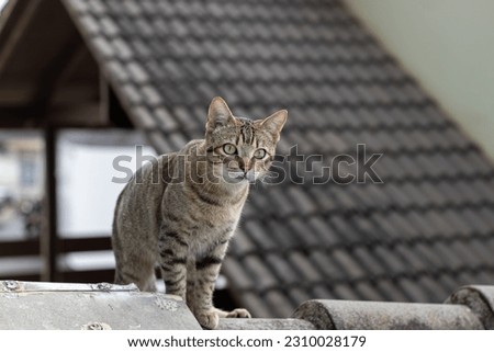 cat, roof, sky, freedon, pet, lost, scared