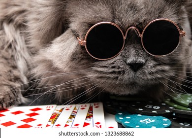 Internet Cats Playing Poker