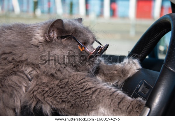 cat in round\
sunglasses driving a car.