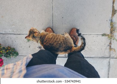 Cat Rubbing Against Owners Legs.