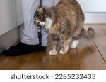 Cat rubs against human legs