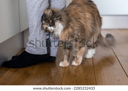 Cat rubs against human legs