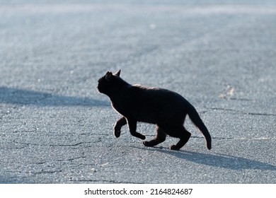 Cat Running And Running Away