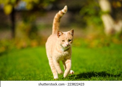 Cat Running On Green Grass