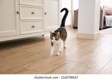 the cat runs with its tail raised in the room - Powered by Shutterstock