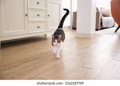 the cat runs with its tail raised in the room