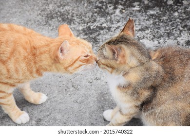 Cats Touching Noses Stock Photos Images Photography Shutterstock