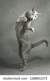 Cat Russian Blue Jumping