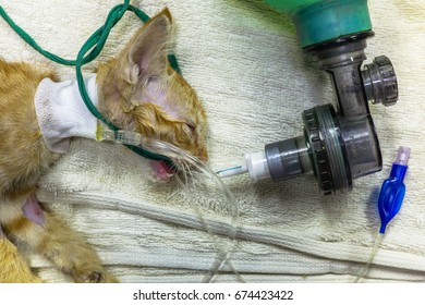 The Cat 's The Placement Of A Tube That Extends From The Oral Cavity Into The Trachea (endotracheal Intubation) With Ambu Bag And External Jugular Intravenous Cannulation .