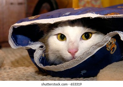 cat sack