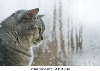 The Cat Is Sad At The Window. Gray Cat Looks At The Camera On A Background Of A Rainy Window.