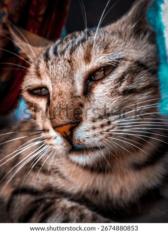 The cat is sadness mod 