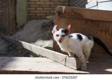 cat Samarkand
