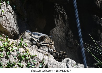 Cat At The San Antonio Zoo