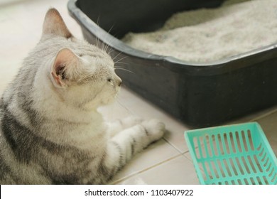 Cat with sandbox