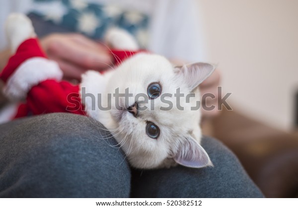 Cat Santa British Silver Shaded Cat Stock Photo Edit Now 520382512