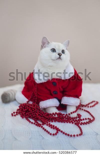 Cat Santa British Silver Shaded Cat Stock Photo Edit Now 520386577