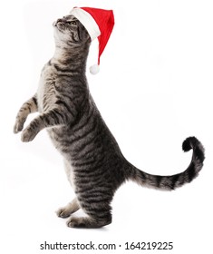 A Cat With Santa Cap 