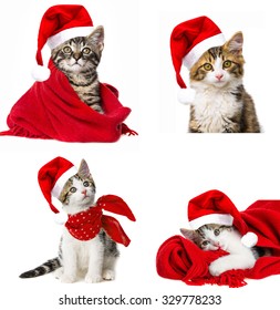 Cat With Santa Cap