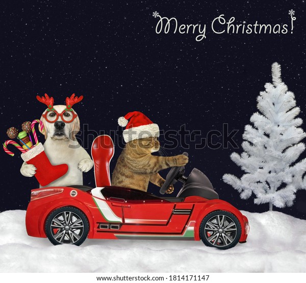 A\
cat in a Santa Claus hat drives a red car with a dog that holds a\
Christmas boot in the night forest. Merry\
Christmas.