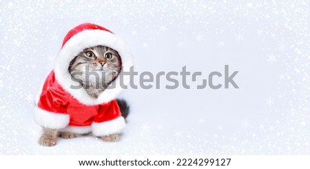 Cat in Santa costume. Christmas Cat card. Kitten on the white background. Concept of adorable little pets. Kitten Santa Claus. Merry Christmas. Happy New Year. Winter. Copy space. Place for text. 2023