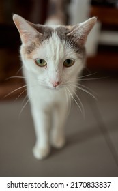 The Cat Sat On The Cement Floor.