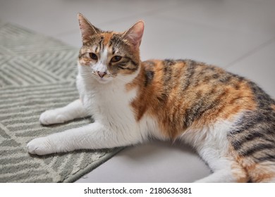 The Cat Sat On The Cement Floor.