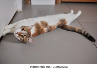 The Cat Sat On The Cement Floor.