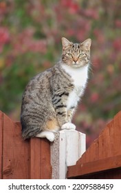 A Cat Sat On A Post