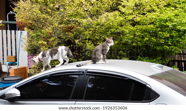 The cat sat on the
roof of the car. The car parked on the roadside and there was a cat
sitting on the roof.
