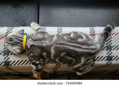 Black Silver Tabby Images Stock Photos Vectors Shutterstock