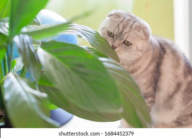 Cat Scottish Fold At Home Sitting On The Table And Sniffing Home Plants. Pets, Homeliness Concept.