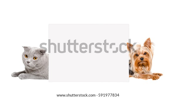 Cat Scottish Fold Yorkshire Terrier Peeking Stock Photo Edit Now